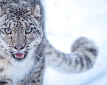 Snow Leopard Spotting Tour